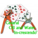 Cesaral Oil and Water 'in-crescendo'